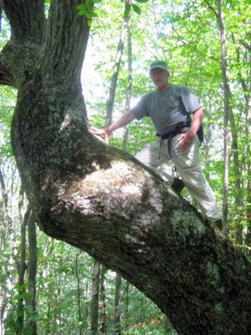 What little boy can resist climbing a tree like this?