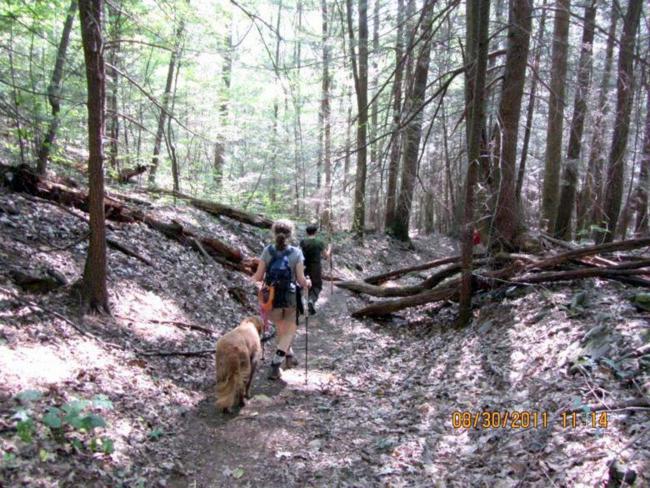 Another great day for a walk in the woods.