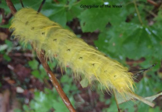 Catepillar of the week!