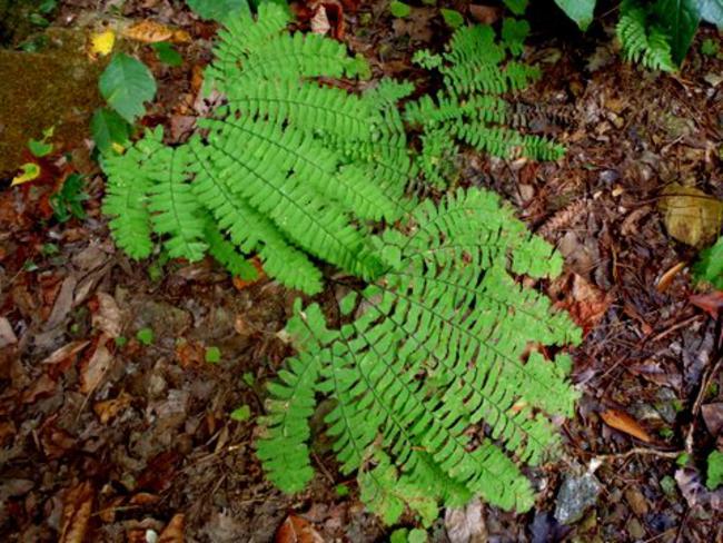 Maidenhair Fern