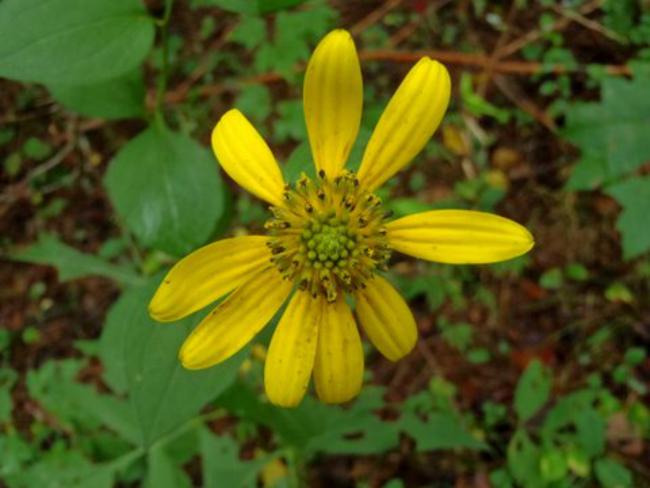 Wild Golden Glow Rudibeckia.
