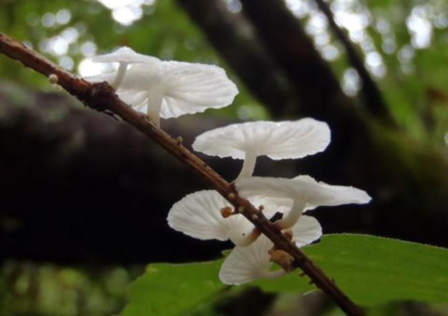 Mushrooms of the week!