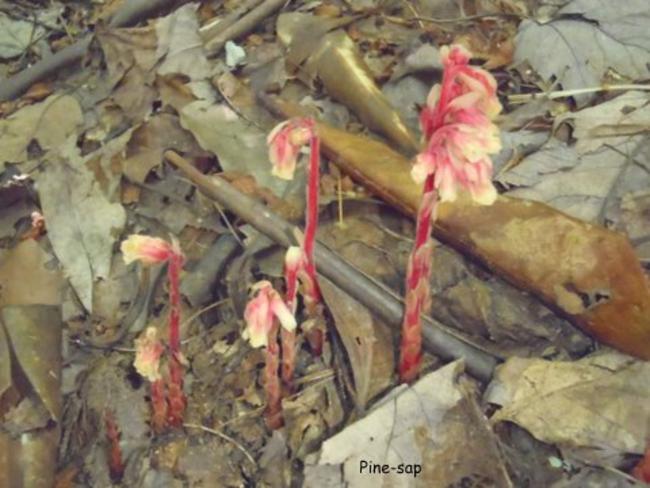 Pine Sap (Monotropa hypopithys)