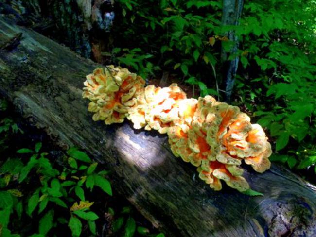 Fungus of the week!