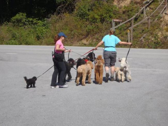 At Osage Vista, we met these folks with 7 poodles!