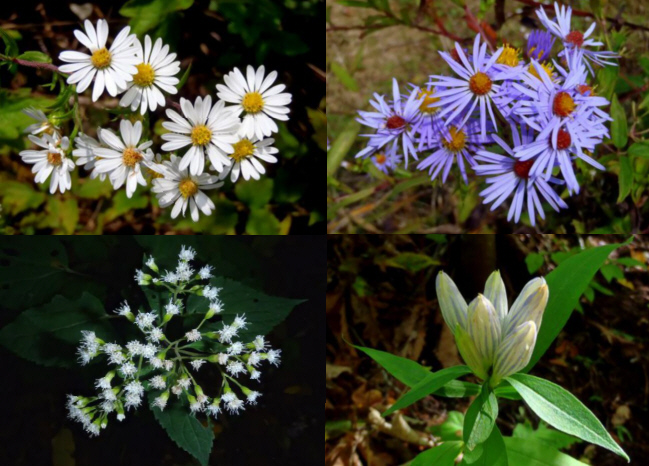 Lots of Fall season wildflowes. (top left then clockwise) White Asters, Blue Asters, Mountain Gentian and White Snakeroot. .