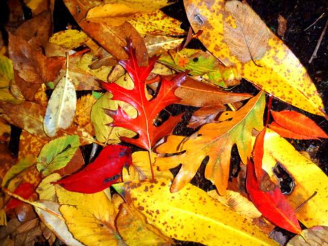 The colors of Autumn are beginning to show.