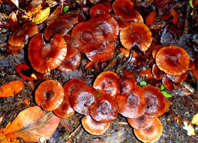 Fungus of the week!