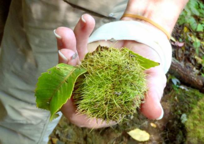 An American Chestnut!.