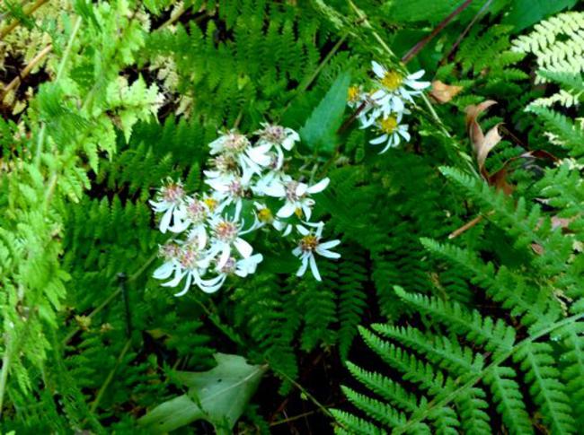 The wildflower season is winding down with these Asters.
