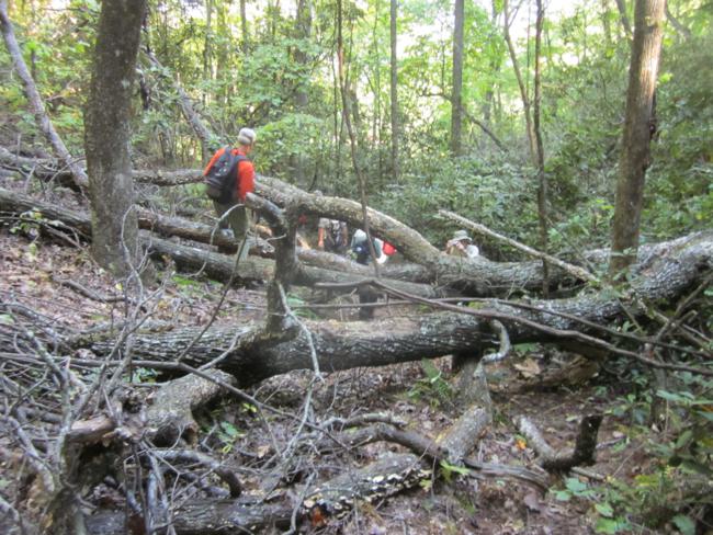 About half way out, we had to negotiate a large blow-down.