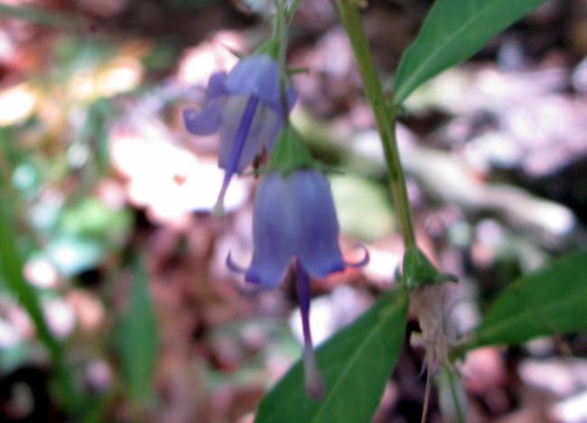 Southern Harebells