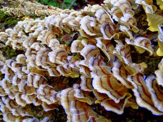 Fungus of the week!