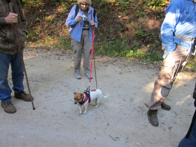 Our trail dog of the week - "Gabby"