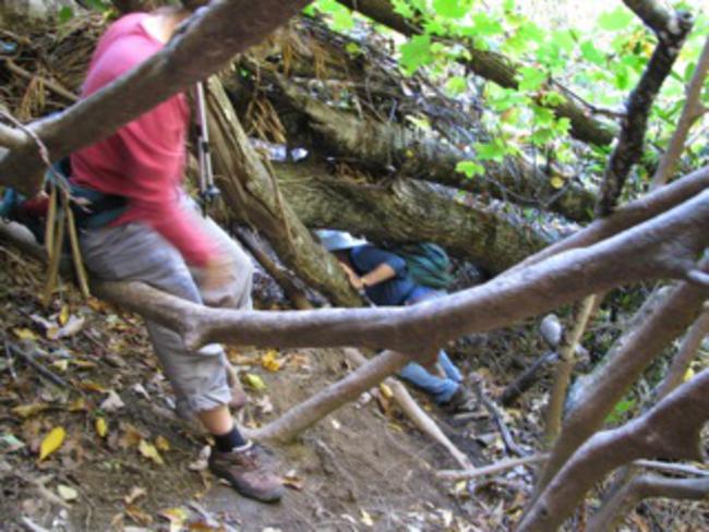 The group had to negotiate several blow-downs along the way.