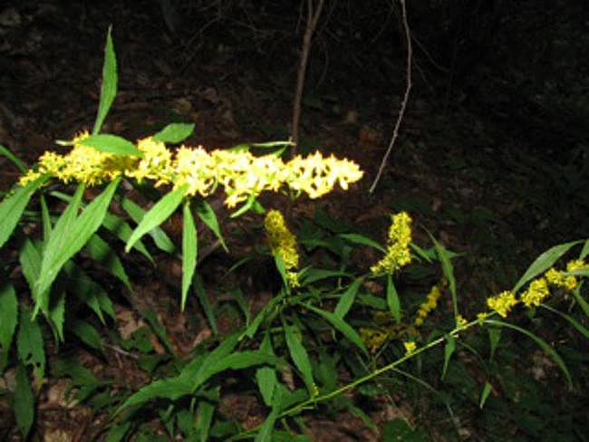 Lots of nice Golden Rod along the trail.