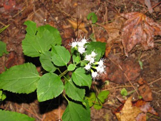 White Snake Root.