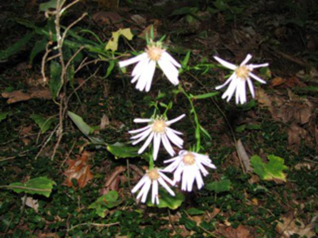 Fall is the season for Asters.