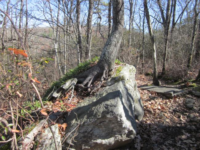 Large tree growing on top of a boulder!