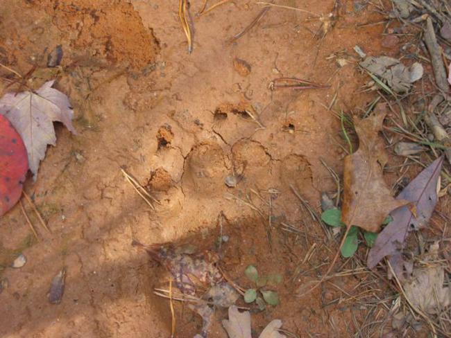 A nice-sized bear paw print!