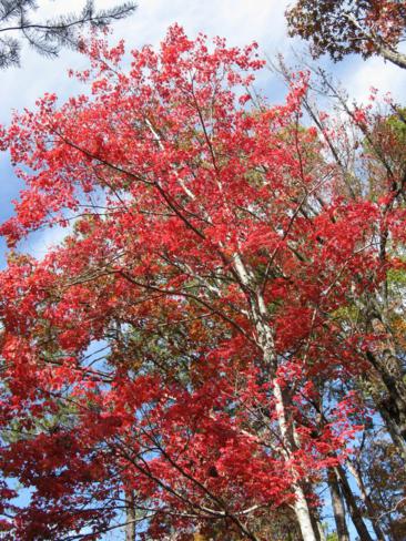 We still have some good color in the North Georgia mountains.