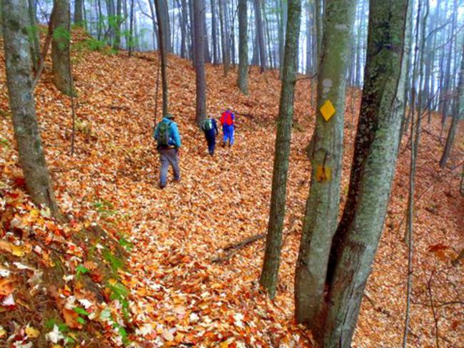 The trail is covered with freshly fallen leaves.