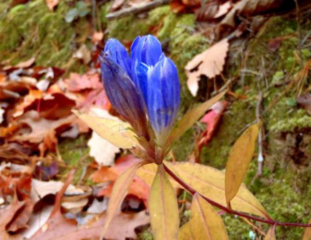 Beautiful Gentians are among the latest bloomers of Autumn.