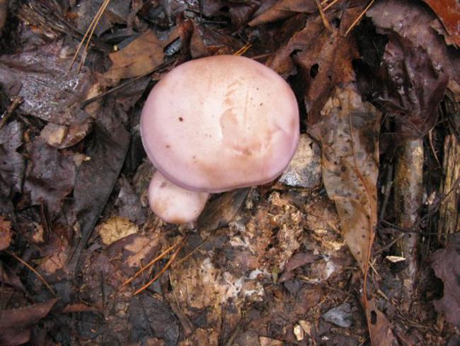 Mushroom of the week...