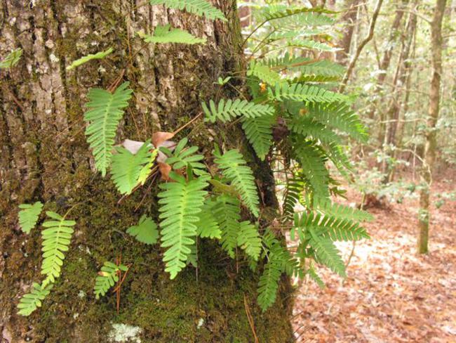 Resurrection Fern growing on this tree.