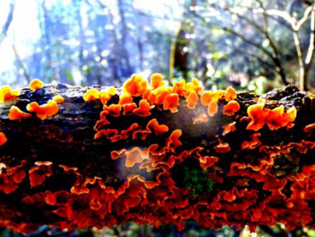 Fungus of the week!
