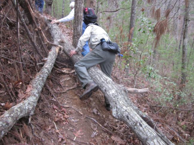 We encounter this tree-fall about 2.5 miles out.