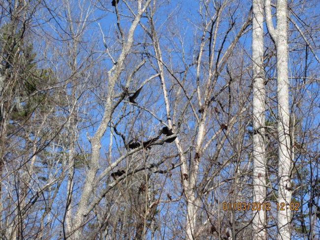 These vultures were feeding on the carcuss of a deer when we approached.