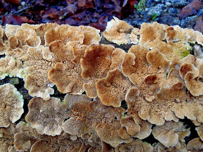 Fungus of the week!