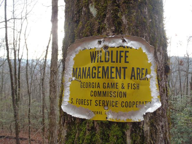 Aluminum wildlife boundry signs in the area are chewed by critters that we guess are squirrels but we have no proof. If anyone knows for sure, let me know!