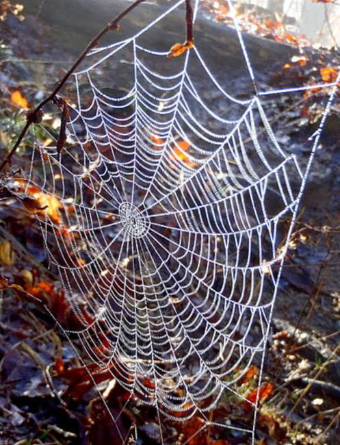 A nice dew-covered spider web!
