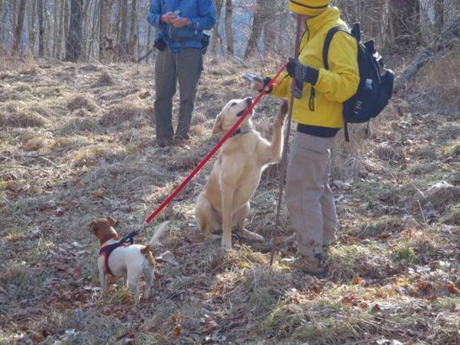 "Gabby" and "Nugget" are our trail dogs today!