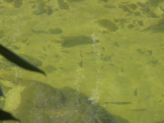 We spotted several trout in the clear water.