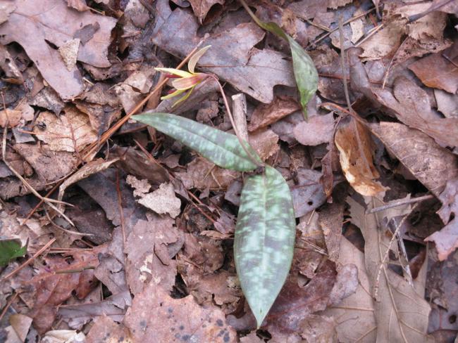 We saw hundreds of Trout Lilies along the trail.