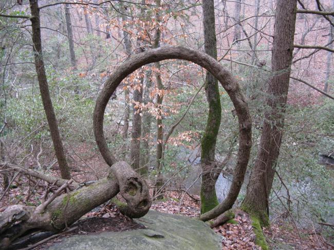 The old circular Hemlock tree..