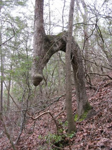 Looks like this could be an old Indian trail marker tree.