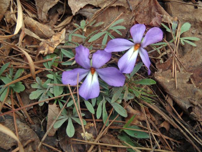 Wildflower of the day! Birdsfoot Violet