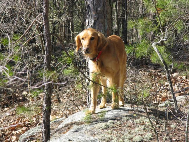 Barney was our trail dog today!