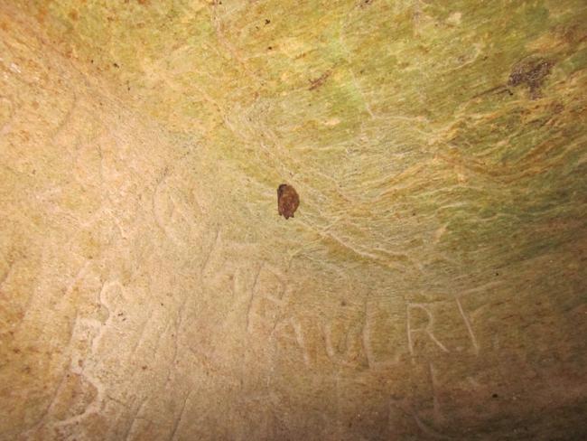 A bat on the ceiling of the cave.