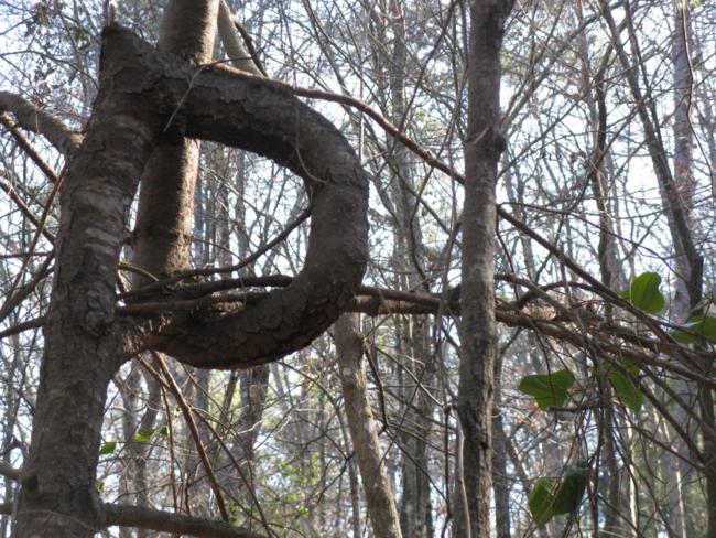 An unusual loop in this tree!