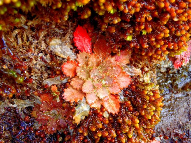 Colorful Micheaux's Saxifrage