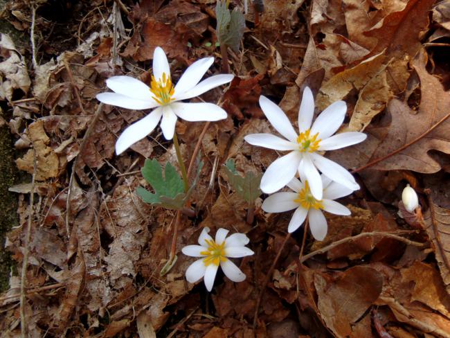 We are early into the wildflower season and Bloodroots were everywhere!