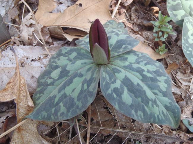 Another abundant wildflower was Purple Toadshade Trillium.