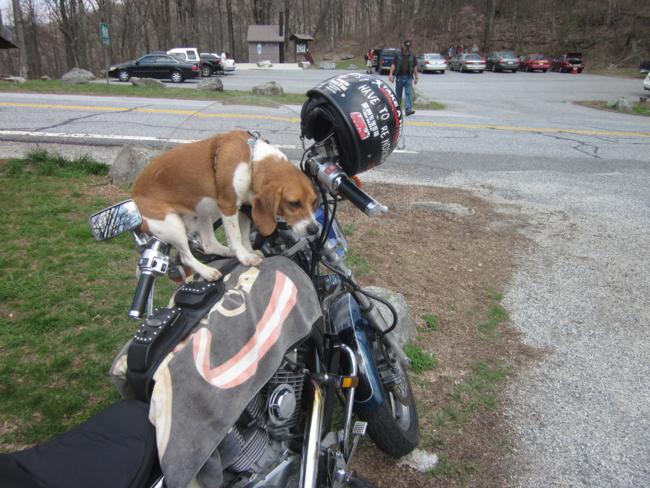 Back at Woody Gap, we met a biker who takes his beagle "Lily" for rides. He says she pouts if he leaves home without her. She wears a safety harness.