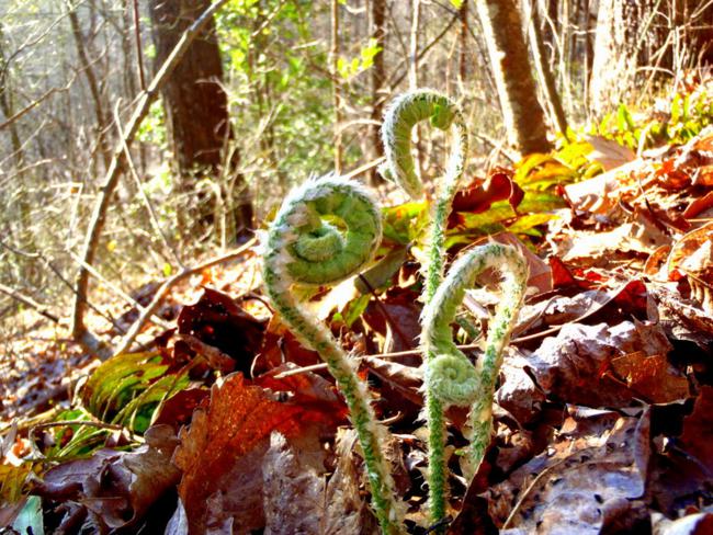 A sure sign of Spring when you see the ferns awakening.