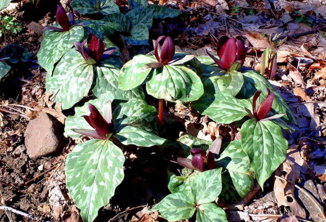 Nice group of Purple Toadshade Trillium.